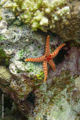 Beautiful Starfish Seastar In The Red Sea In Egypt. Blue Water. Relaxed  Hurghada  Sharm El Sheikh Animal  Scuba Diving  Ocean  Under The Sea  Underwater Photography  Snorkeling  Tropical Paradise. 