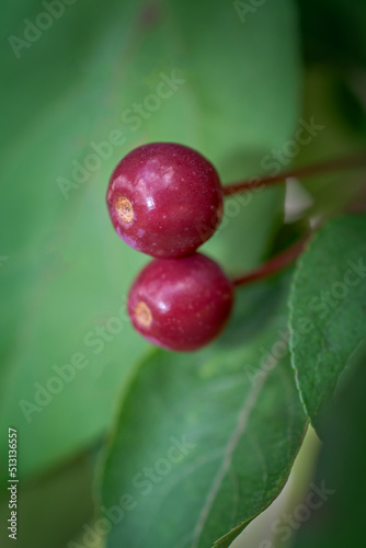 Small cherries on the tree in early summer in Binghamton, NY.  Red cherries with green leaves on tree.