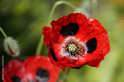 Papaver commutatum, ,Ladybird,  Papaveraceae family. Hanover, Germany photo