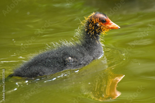 Cute Coot Chick Fulica atra
