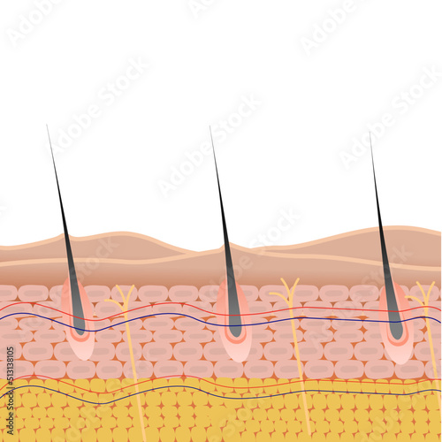 Skin structure, epidermis, dermis and subcutaneous, vector illustration.