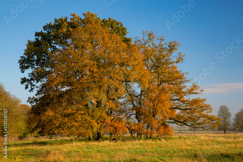 Oak Trees with Autumn leaves at Stanford on Avon Northamptonshire