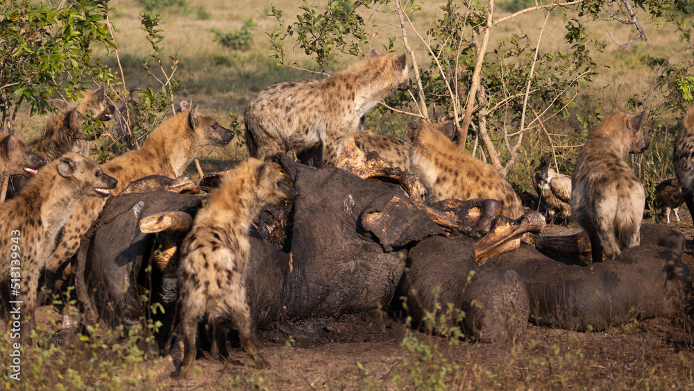 Spotted hyena feeding on an African elephant carcass Spotted hyena feeding on an African elephant carcass