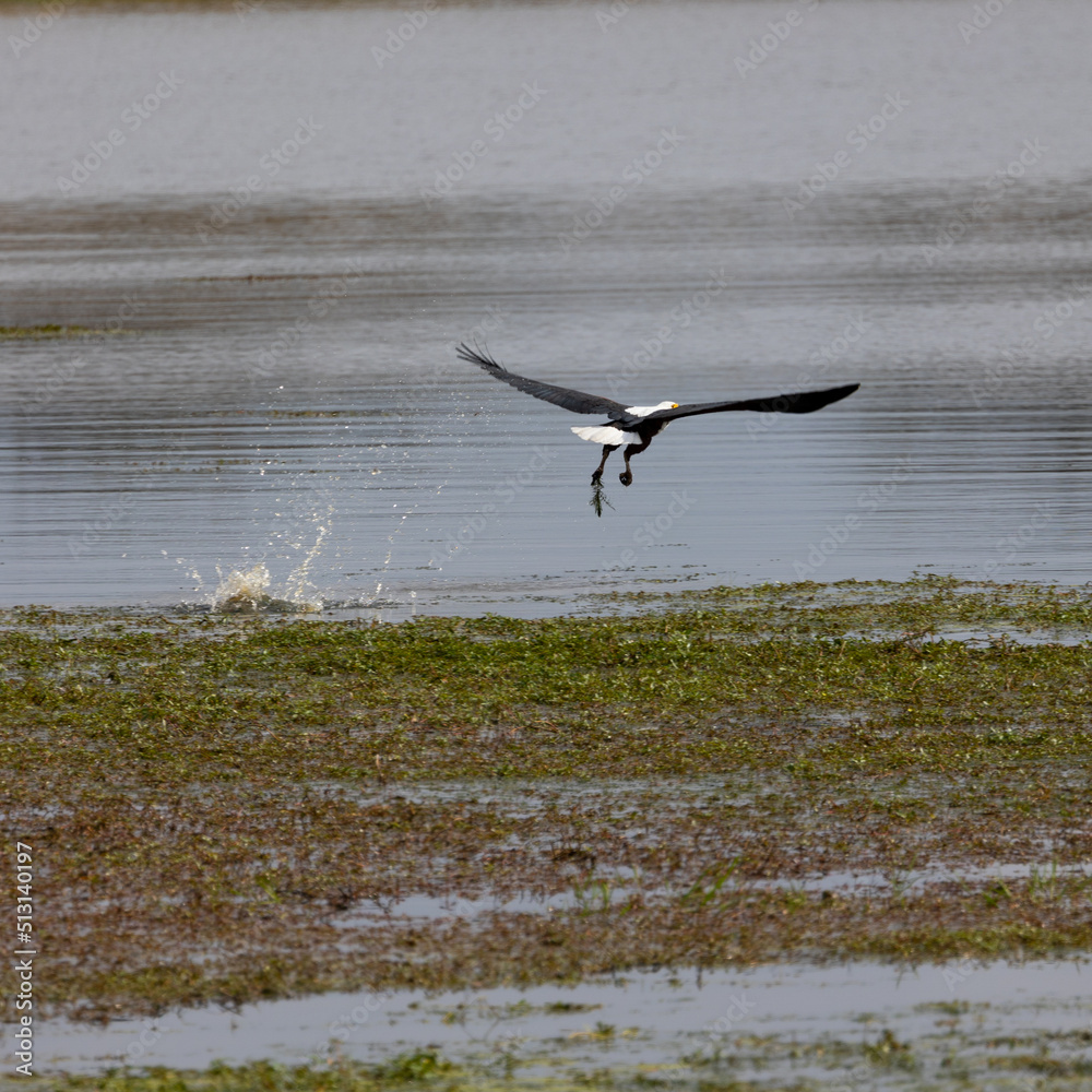 a fish eagle not catching a fish a fish eagle not catching a fish