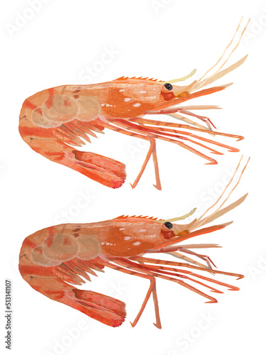 ボタン海老2個左向き_リアルタッチ_縦
