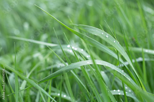 Natural background - drops of grass on green grass.