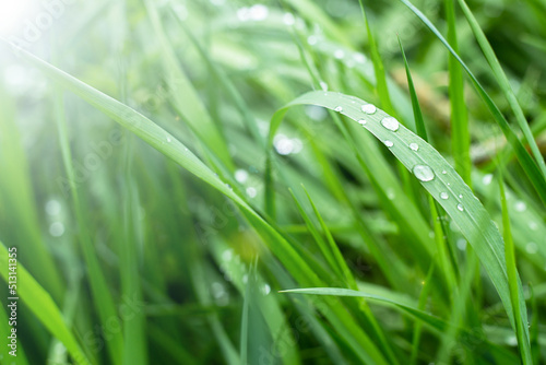 The natural background is green grass with dew drops on a defocused background.