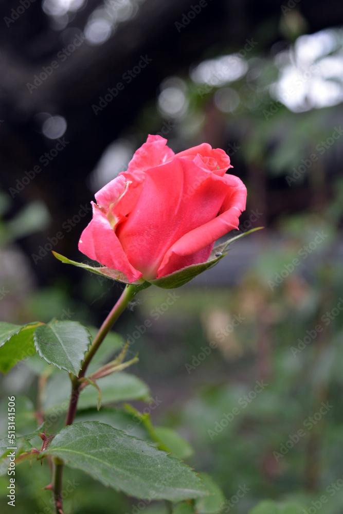 Beautiful bright bud of pink roses, beautiful and cute blooming roses against the background of green shrubs. Beautiful bright bud of pink roses, beautiful and cute blooming roses against the background of green shrubs.