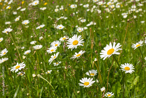 Flower background - a field with daisies and grass.