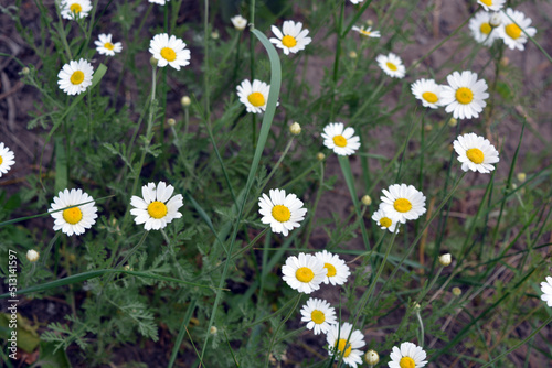 Beautiful wild plants, herbs and blooming wild white, yellow daisies grow in the wild.