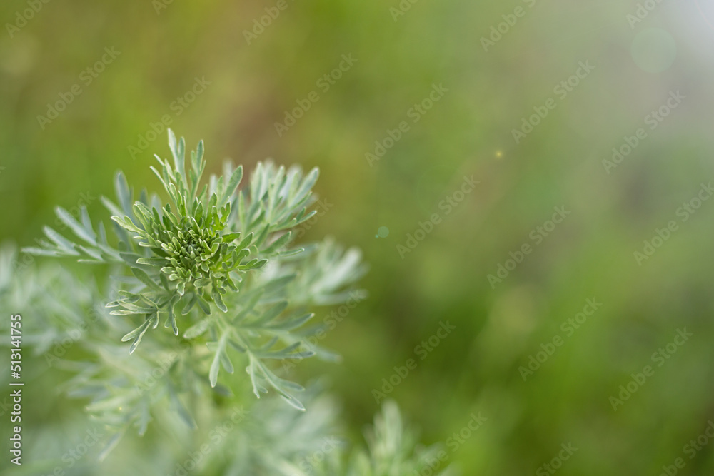 Natural background - wormwood on a defocused background and space for copying. Natural background - wormwood on a defocused background and space for copying.