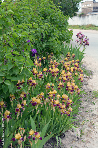 Bright colorful interesting pictures, original outdoor perennial flowers. Large bushes of blooming purple-yellow irises grow on the street, near the street courtyard near the house.