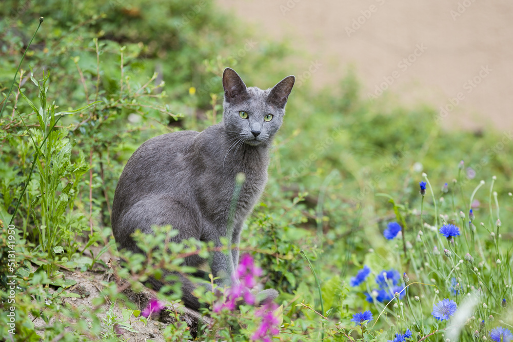 Fototapeta premium Katze sitzt im grünen