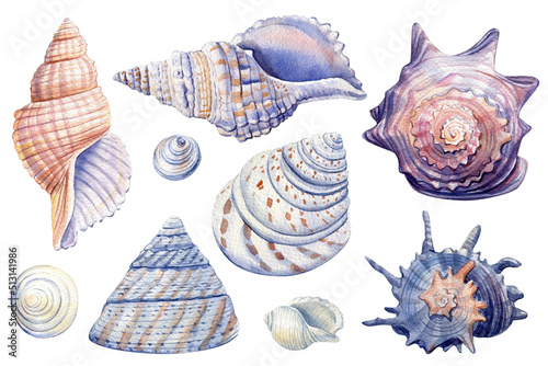 Murais de parede Set of Seashells on isolated white background, watercolor illustration, sea clip
