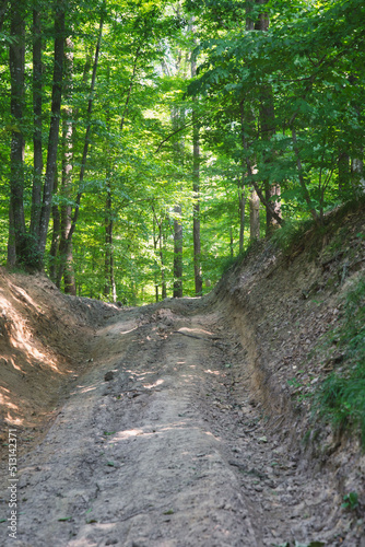 path in the forest