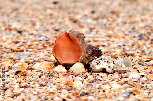 Beautiful seashells by the sea