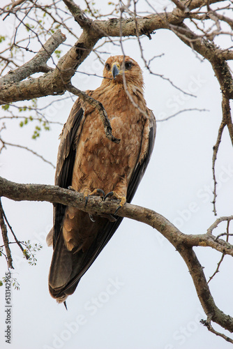 Tawny Eagle, Kruger National Park, South Africa