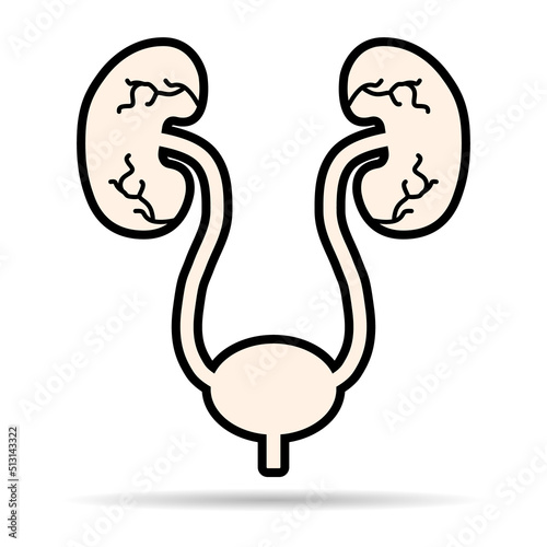 Urology health human icon shadow, anatomy medical body bladder sign, biology vector illustration