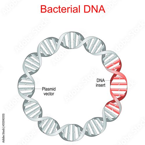 Bacterial DNA. plasmid photo
