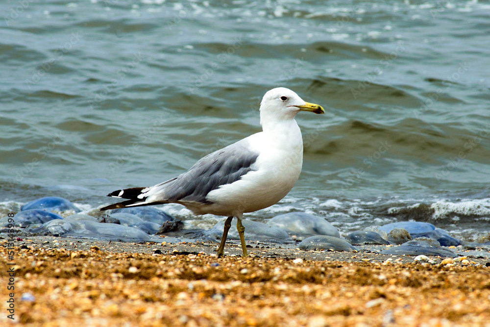 Seagull on the sea in search of food Seagull on the sea in search of food