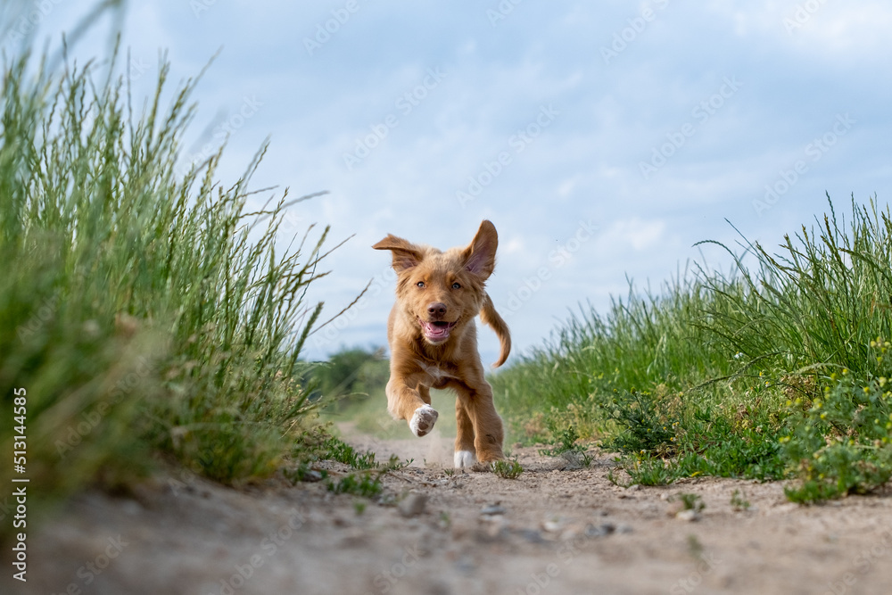 Naklejka premium Nova Scotia Duck Tolling Retriever - Fiete I