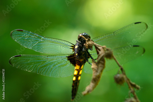 森の中の蜻蛉 © Gottchin Nao