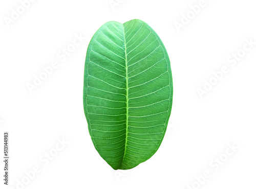 isolated fresh and green leaf of plumeria plant with clipping paths.
