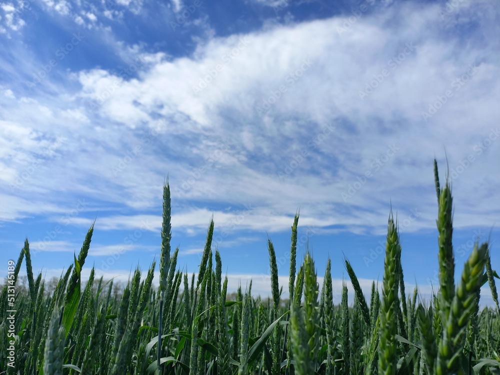 Fototapeta premium nature, flowers, plants, sky, landscape, flora