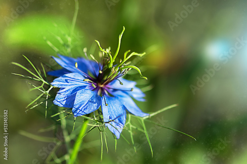 Wild blue flower on a green background