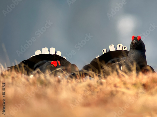 Black grouse, Tetrao tetrix, two males fighting