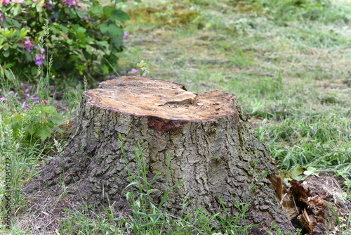 Old stump in green forest.