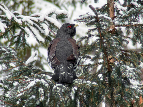 Capercaillie (Tetrao urogallus) adult male in a spruce forest of northern part of Slovakia