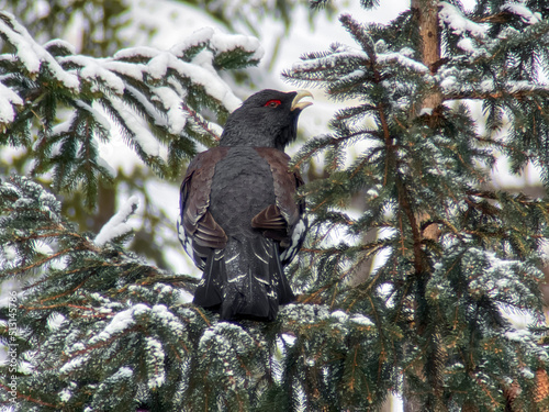 Capercaillie (Tetrao urogallus) adult male in a spruce forest of northern part of Slovakia