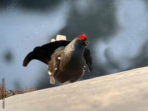 Black grouse in cold sunrise morning. Nice bird Grouse, Tetrao tetrix. Spring mating season in the nature. Wildlife scene from north Europe. Black bird with red crest,