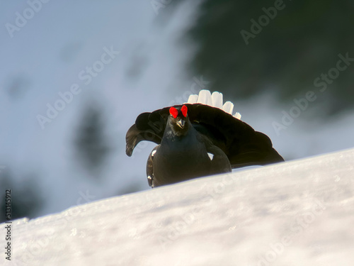 Black grouse in cold sunrise morning. Nice bird Grouse, Tetrao tetrix. Spring mating season in the nature. Wildlife scene from north Europe. Black bird with red crest,