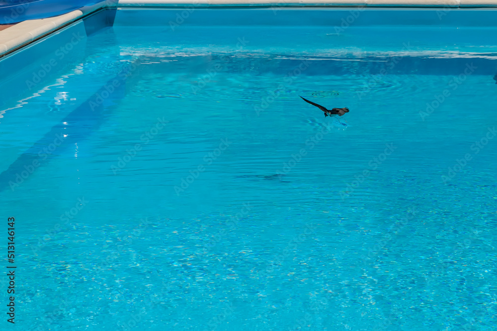A swallow dives into a swimming pool to look for water with which to quench its thirst from the scorching heat of summer