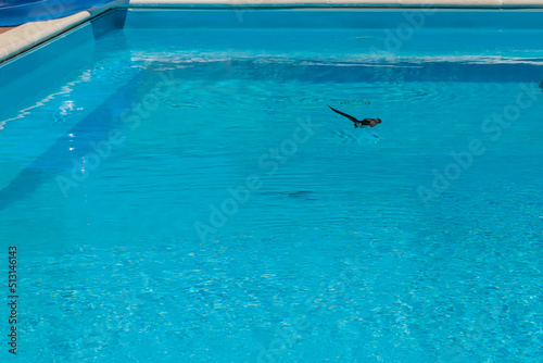 A swallow dives into a swimming pool to look for water with which to quench its thirst from the scorching heat of summer