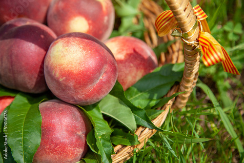 Panier de pêches nectarines bio du Roussillon.