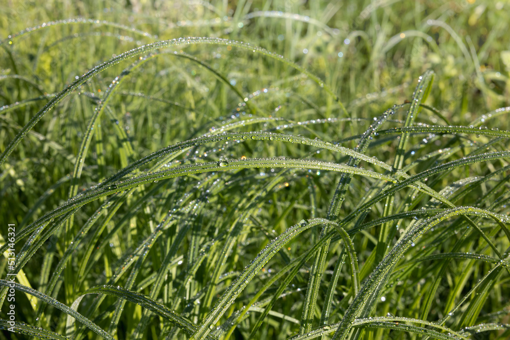 Morning dew on long green grass Morning dew on long green grass