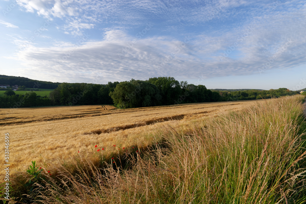 Wheat fields in the Renarde valley. Ile-de-France region