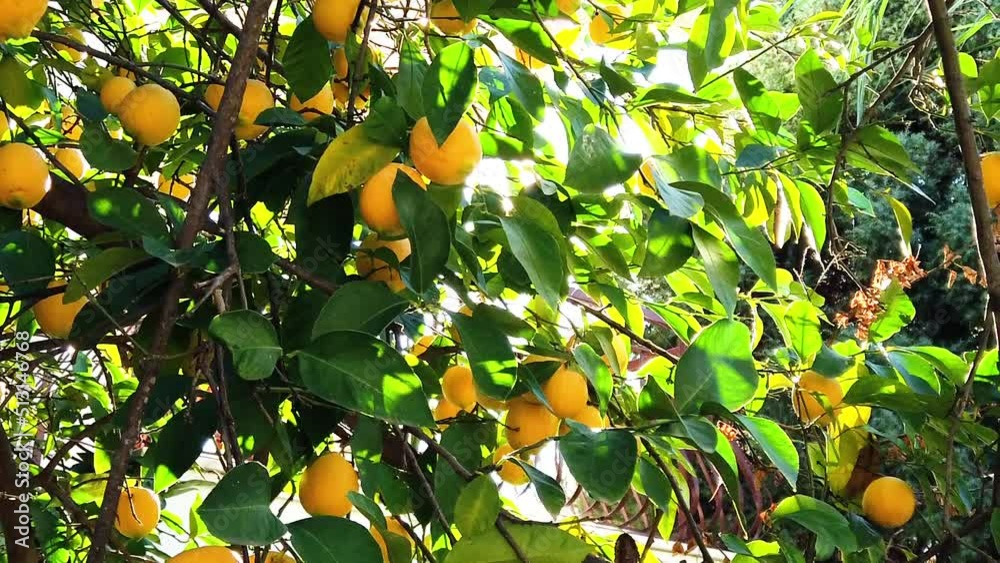 Ripe lemons on lemon trees with sun beams on its foliage. Lemon trees in summer garden.