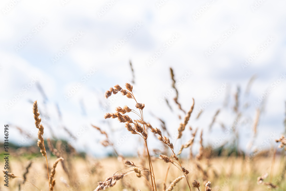 Gräser am Feldrand während eines schönen Sommertags bei strahlendem Sonnenschein und blauem Himmel Gräser am Feldrand während eines schönen Sommertags bei strahlendem Sonnenschein und blauem Himmel
