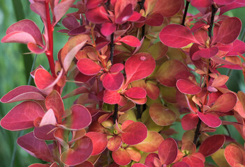 Foto auf Acrylglas Pantone 2023 Viva Magenta Color of the year 2023 viva magenta. Autumn branches of Japanese barberry with bright leaves, close-up. Bush of barberry in ornamental garden. Berberis Thunbergii, decor element of landscaping design.  © Repina Valeriya