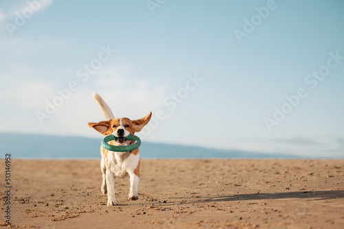 Happy beagle running with ring toy in mouth on sand. © Ирина Орлова