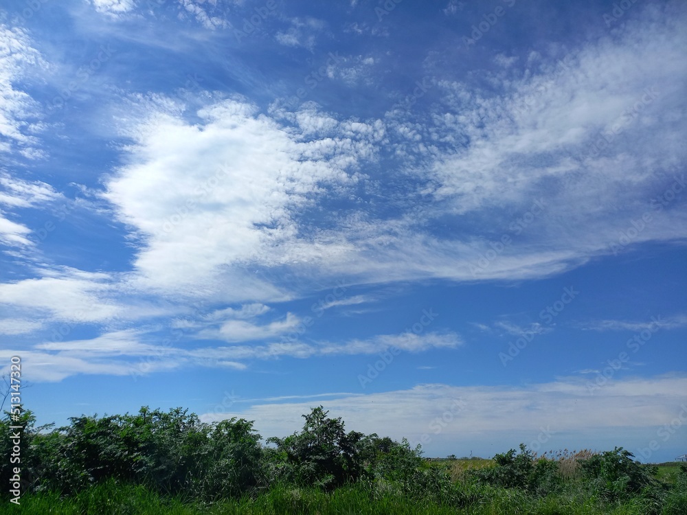 nature, flowers, plants, sky, landscape, flora nature, flowers, plants, sky, landscape, flora