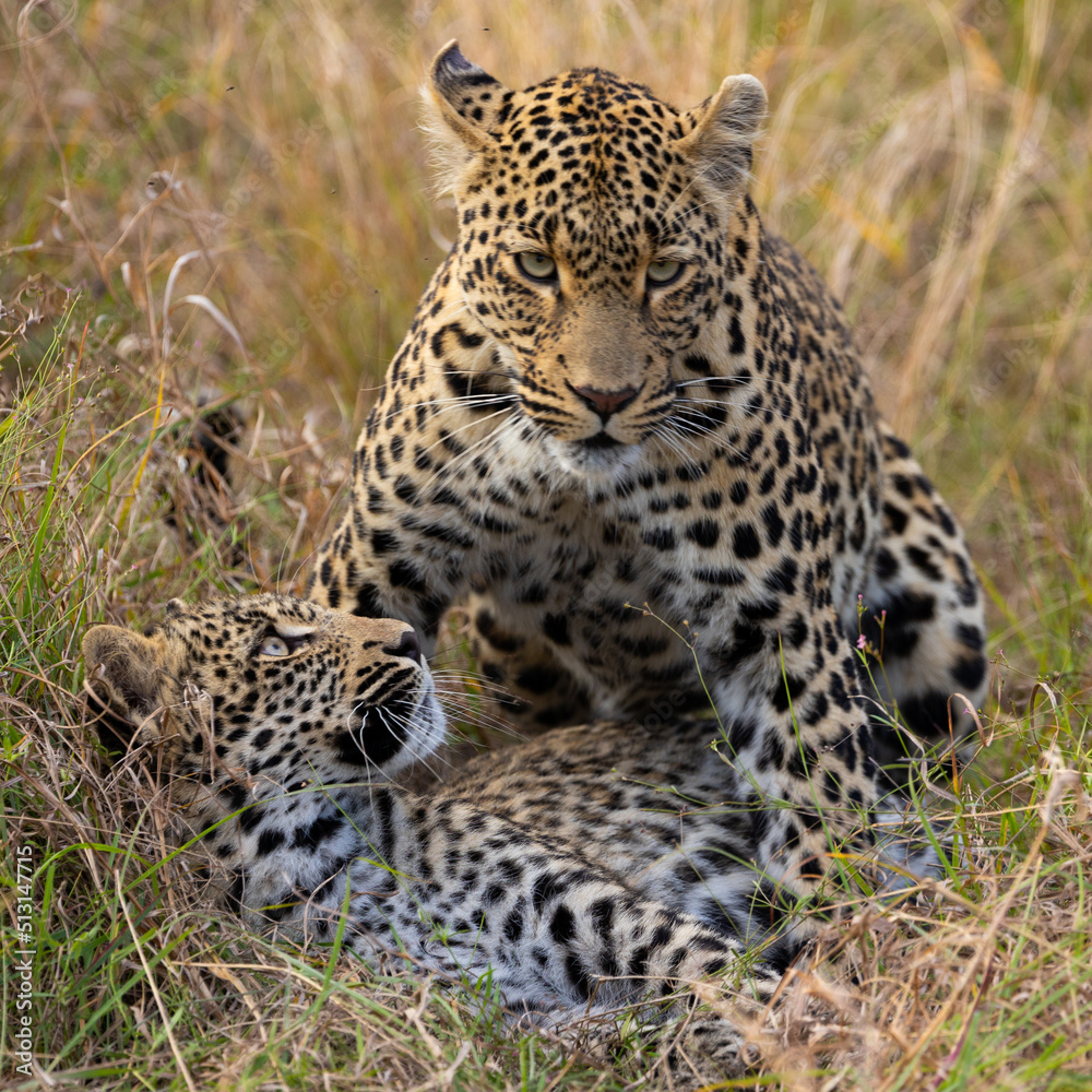 Leopardess and her young cub Leopardess and her young cub