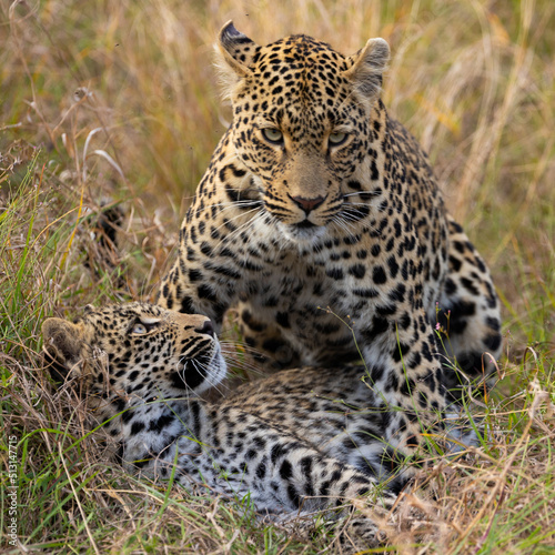 Leopardess and her young cub