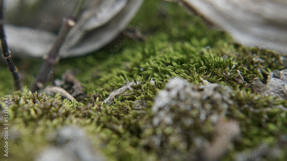 Green Moss Earth Green Moss Earth