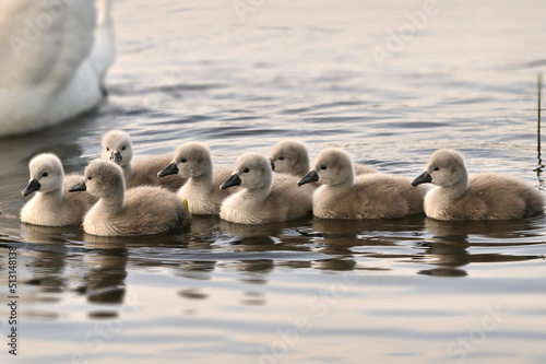 Young swans © Marina