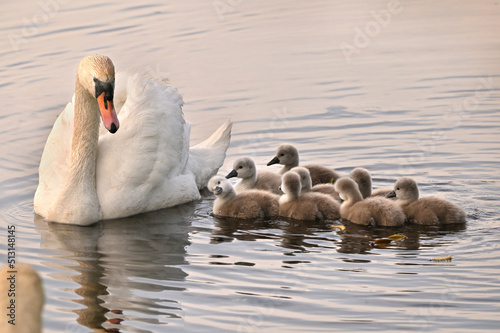 Young swans